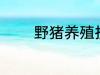 野猪养殖技术 野猪养殖技巧