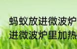 蚂蚁放进微波炉里加热会死吗 蚂蚁放进微波炉里加热会不会死