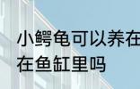 小鳄龟可以养在鱼缸里吗 小鳄龟能养在鱼缸里吗