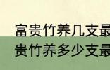 富贵竹养几支最旺运办公室 办公室富贵竹养多少支最旺运