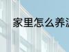 家里怎么养泥鳅 家里如何养泥鳅