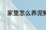 家里怎么养泥鳅 家里如何养泥鳅