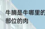 牛腩是牛哪里的肉 牛腩是牛身上哪个部位的肉