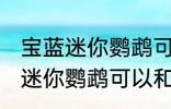 宝蓝迷你鹦鹉可与什么鱼一起养 宝蓝迷你鹦鹉可以和鱼一起养吗