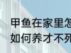 甲鱼在家里怎么养才不死 甲鱼在家里如何养才不死