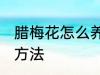 腊梅花怎么养家庭养法 腊梅花的养殖方法