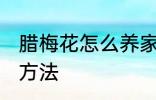 腊梅花怎么养家庭养法 腊梅花的养殖方法