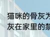 猫咪的骨灰为什么不能放家里 宠物骨灰在家里的禁忌