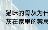 猫咪的骨灰为什么不能放家里 宠物骨灰在家里的禁忌